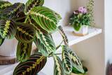 Fototapeta  - Prayer plant (maranta leuconeura var erythroneura fascinator tricolor) on a shelf in an urban apartment with other plants in the background.
