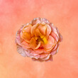 pink orange yellow rose blossom with leaf macro on watercolored speckled background in vintage painting style