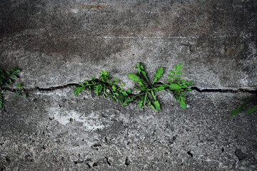 The plant sprouts through concrete tiles, view from above