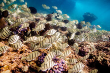 Schools Of Black And Yellow Fish Swim Above Hawaiian Coral Reef