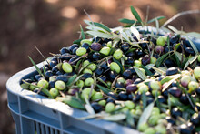 Bin Of Picked Olives At Olive Orchard