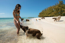 Smiling Young Woman In Bikini Feeding Carrots To Pig At Beach