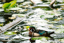 Side View Of A Male Wood Duck Swimming On A Pond