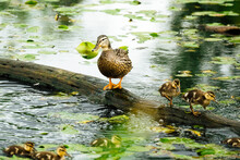 A Female Duck With Two Ducklings Standing On A Log In A Pond