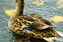 Closeup Of A Blue Feather On A Female Mallard Duck