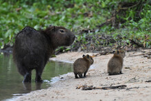 Capybara In The Pantanal, Brazil