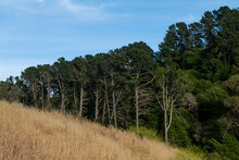 Hill Covered In Brown Grass With Line Of Different Sized Trees Behind