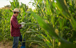 © 2B - Grey haired beard agronomist inspecting corn field and using tablet computer.