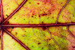 Feuille d'automne en plan rapproché, paysage des nervures d'une feuille mimant un réseau hydrographique
