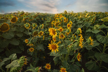 Sunflowers Field Under Cloudy Blue Skies In Summer