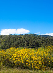 Poster - Paisagem com flores amarelas, colina com floresta e céu azul