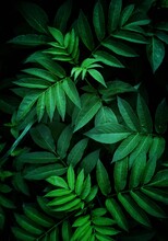 Green Plant Leaves In The Gardenm, Abstract Textured Green Background