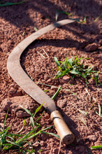 Sickle, An Orchard Tool In The Ground.
