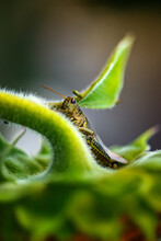 Grasshopper Hiding Within Sunflower Leaves Outside In A Garden