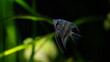 Pterophyllum scalare fish in a planted aquarium whit black background and a lot of plants