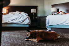 Young German Shepard Mix Dog With Bone In Hotel Room In Palm Springs