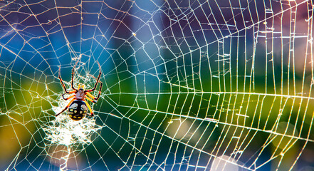 Yellow Garden ORB Weaver Spider in Paris, Texas