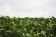 © Cavan Images - corn field against cloudy sky
