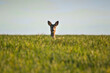 © Cavan Images - Roe deer looking at camera in green field