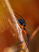 Female Yellow Garden ORB Weaver Spider (Argiope Aurantia)