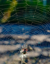 Yellow Garden ORB Weaver Spider In Paris, Texas