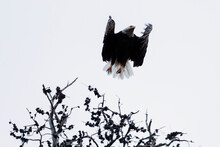 Strong Bald Eagle With White Feathered Head Taking Flight From Tree
