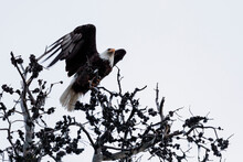 Strong Bald Eagle With White Feathered Head Flies From Top Of Tree