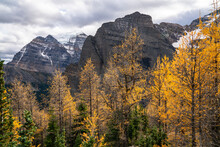 Mount Temple Behind Golden Larches Of Paradise Valley In Autumn