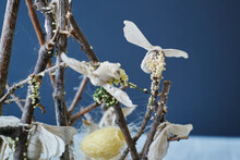 Close-up Of Silkworm Butterflies Laying Eggs On The Branches Of A Plant. Nature Concept