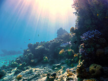 Underwater Scene With Coral Reef