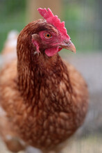 Portrait Of A Chicken With A Red Comb.
