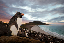Close Up Of Southern Rockhopper Penguin Standing On A Rock At Sunset