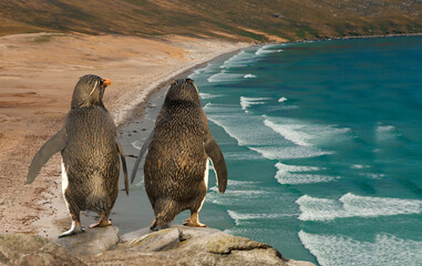 Close up of two rockhopper penguins looking at the blue ocean