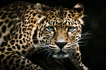 Leopard in a Tree