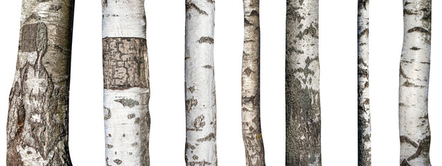 Canvas Print - set of natural birch trunks isolated on white background