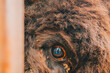 © Hunman - The eye of the bison close up.