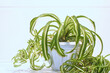 chlorophytum comosum, spider plant on a white background