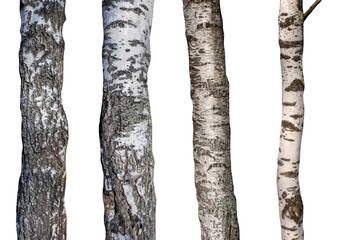 Sticker - set of natural birch trunks isolated on white background