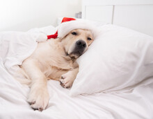 Cute Golden Retriever Funny Sleeping In Bed In Santa Claus Hat. Christmas Dog