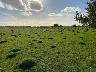 Wall Mural - mole hill hole bump in grass field landscape