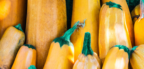 Wall Mural - Yellow squash. Fresh yellow zucchini at outdoor market place. Vegetable marrow courgette or zucchini. Harvest courgette organic ingredient. Organic food