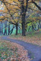 Wall Mural - pathway in park