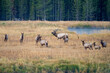 © MelissaMN - Bull elk among many female cow elks in Yellowstone National Park during the fall rut