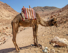 A Single Camel Resting At The Mount Sinai In Egypt. These Camels Are Used To Transport Goods And People.