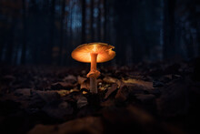 Almost Like Fairytale Forest. Dark, Gloomy And Magical With A Glowing Mushroom, Fungus. Autumn In The Forest Is Always Magical, In Any Weather And Time Of The Day.
