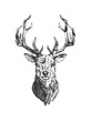 © istry - Engraving deer in polygonal style