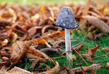 Wall Mural - Mushroom in autumn