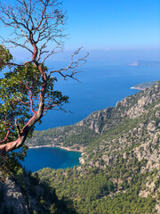 tree on the coast of island view of the blue sea from a high cliff