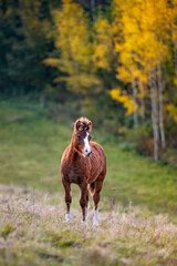 Wall Mural - Healthy beautiful chestnut welsh horse pony in autumn season outside on pasture.