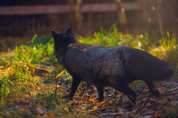 Sticker - A beautiful young fox of a silver-black color walks on frosty frost on green grass in November